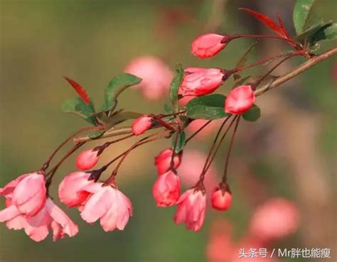 垂吊海棠|垂絲海棠養花怎麼種植？幾點就搞定